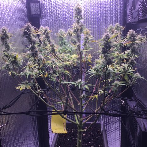 MAAH #2 growlog timeline photo