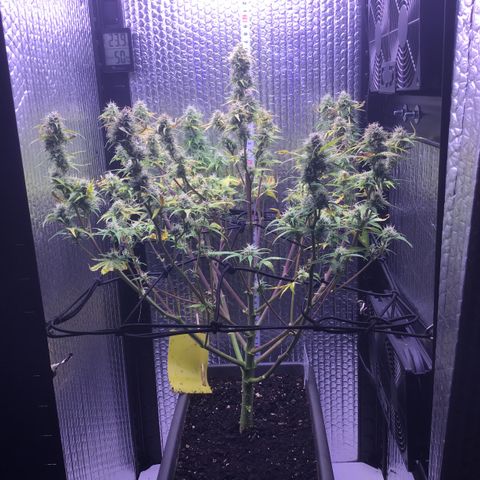 MAAH #2 growlog timeline photo