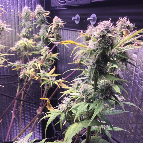 MAAH #2 growlog timeline photo
