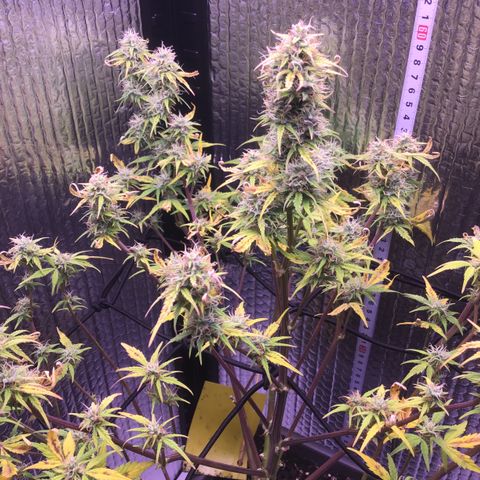 MAAH #2 growlog timeline photo