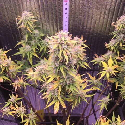 MAAH #2 growlog timeline photo