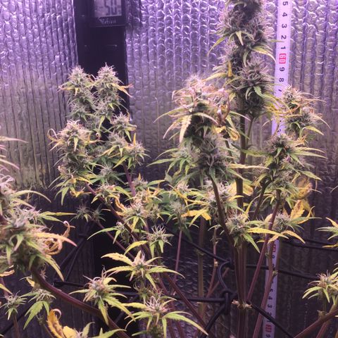 MAAH #2 growlog timeline photo