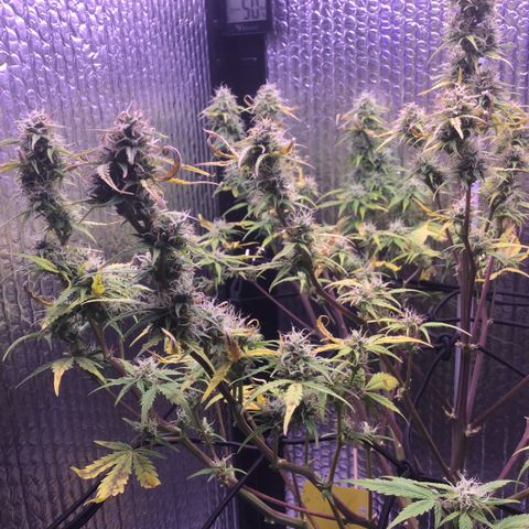 MAAH #2 growlog timeline photo