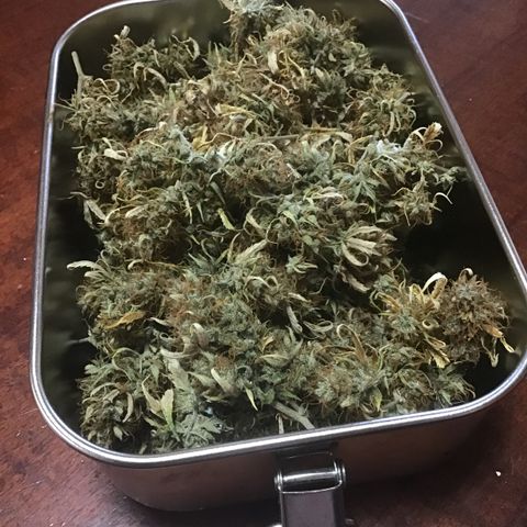 MAAH #2 growlog timeline photo
