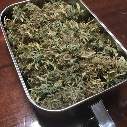 MA3G #5 growlog timeline photo