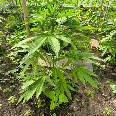 Bruce Banner #5 growlog timeline photo