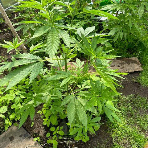 Bruce Banner #5 growlog timeline photo