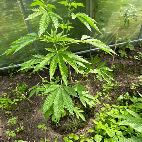 Bruce Banner #5 growlog timeline photo