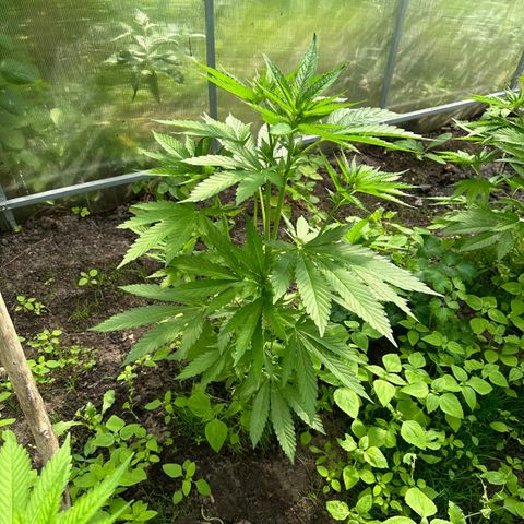 Bruce Banner #5 growlog timeline photo