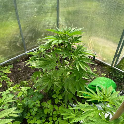 Bruce Banner #5 growlog timeline photo