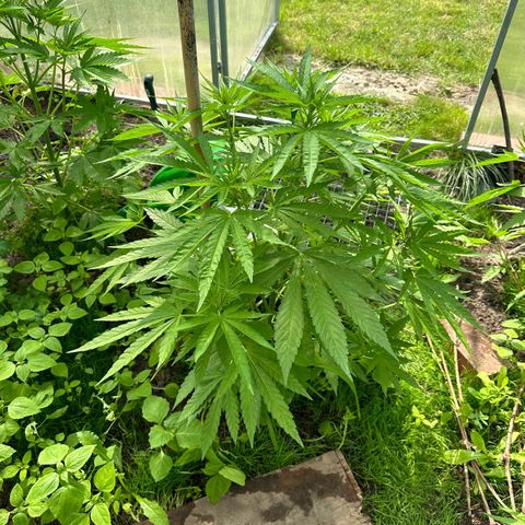 Bruce Banner #5 growlog timeline photo