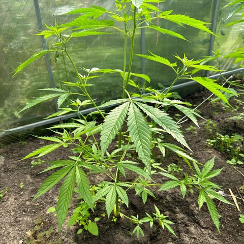 Bruce Banner #5 growlog timeline photo