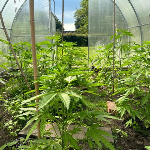 Bruce Banner #5 growlog timeline photo