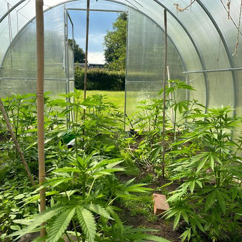 Bruce Banner #5 growlog timeline photo