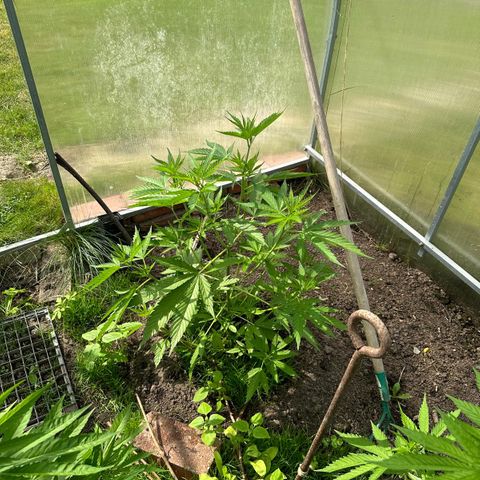 Bruce Banner #5 growlog timeline photo