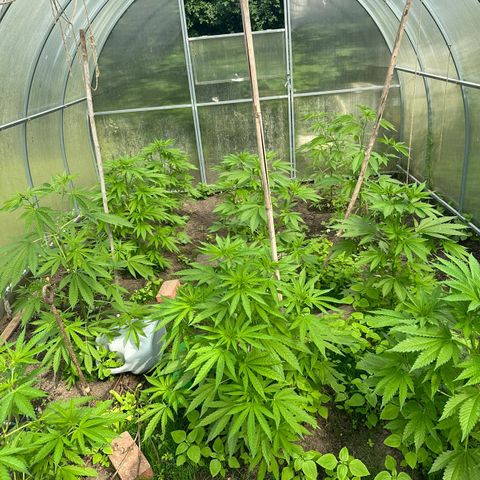 Bruce Banner #5 growlog timeline photo