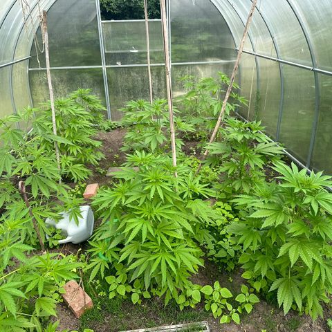 Bruce Banner #5 growlog timeline photo