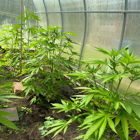 Bruce Banner #5 growlog timeline photo