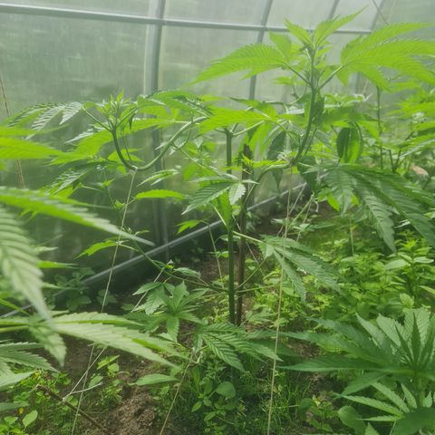 Bruce Banner #5 growlog timeline photo