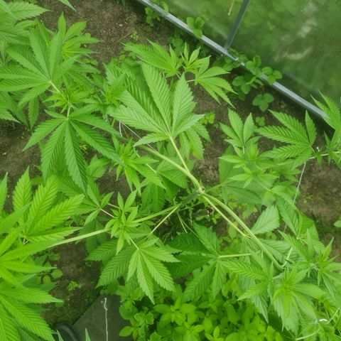 Bruce Banner #5 growlog timeline photo