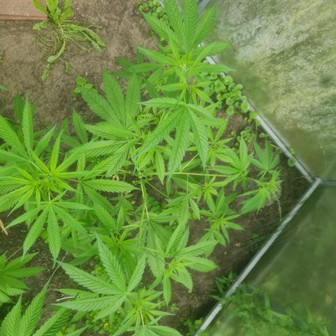 Bruce Banner #5 growlog timeline photo