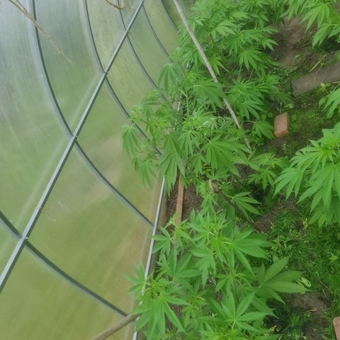 Bruce Banner #5 growlog timeline photo