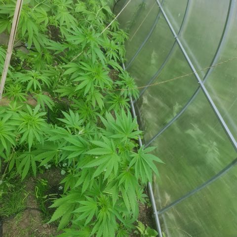 Bruce Banner #5 growlog timeline photo