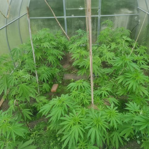 Bruce Banner #5 growlog timeline photo
