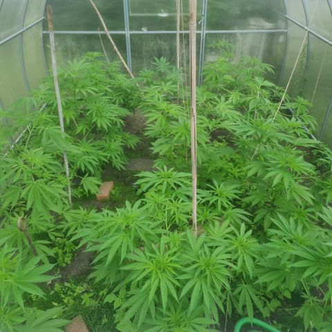 Bruce Banner #5 growlog timeline photo