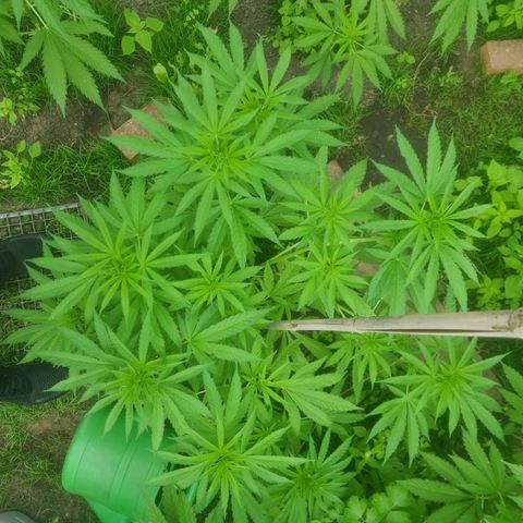 Bruce Banner #5 growlog timeline photo