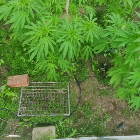 Bruce Banner #5 growlog timeline photo