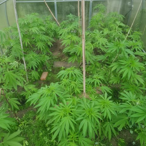 Bruce Banner #5 growlog timeline photo