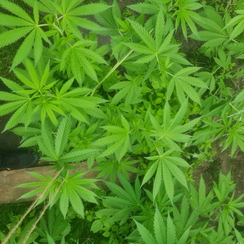 Bruce Banner #5 growlog timeline photo