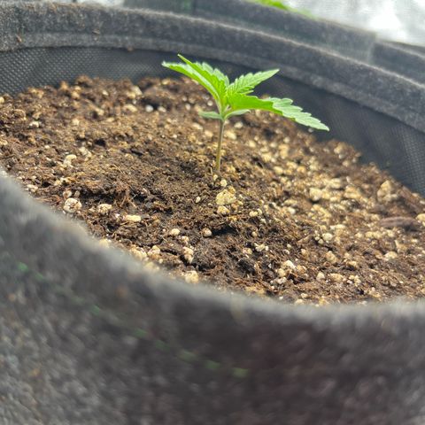 Diesel Automatic growlog timeline photo
