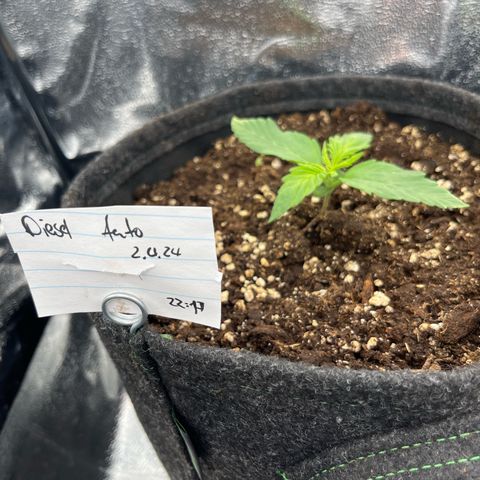 Diesel Automatic growlog timeline photo