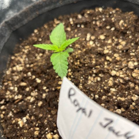 Diesel Automatic growlog timeline photo