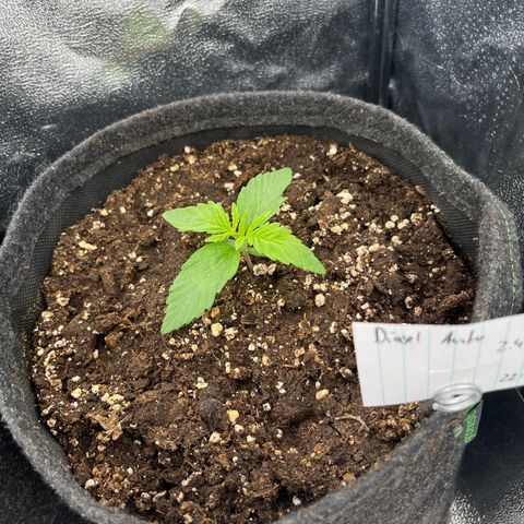 Diesel Automatic growlog timeline photo