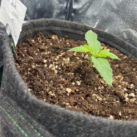 Diesel Automatic growlog timeline photo