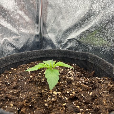 Diesel Automatic growlog timeline photo