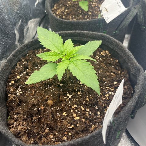 Diesel Automatic growlog timeline photo