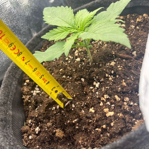 Diesel Automatic growlog timeline photo