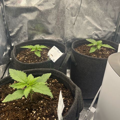 Diesel Automatic growlog timeline photo