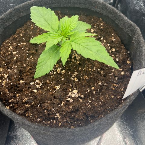 Diesel Automatic growlog timeline photo