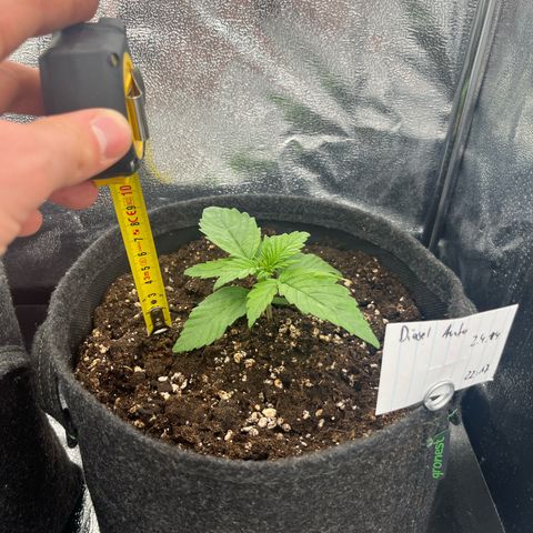 Diesel Automatic growlog timeline photo
