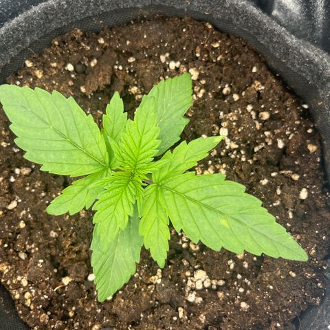 Diesel Automatic growlog timeline photo