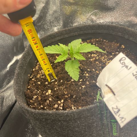 Diesel Automatic growlog timeline photo