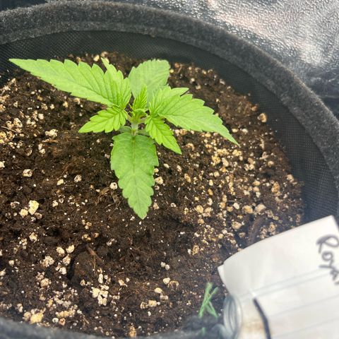 Diesel Automatic growlog timeline photo