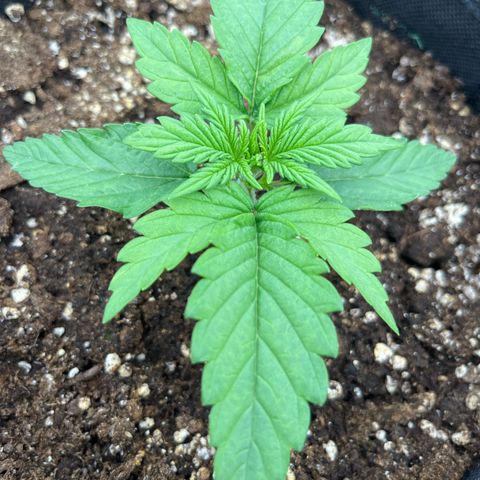 Diesel Automatic growlog timeline photo