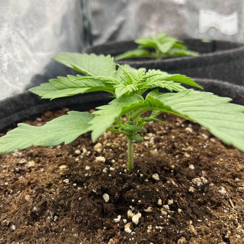 Diesel Automatic growlog timeline photo