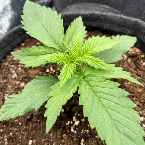 Diesel Automatic growlog timeline photo